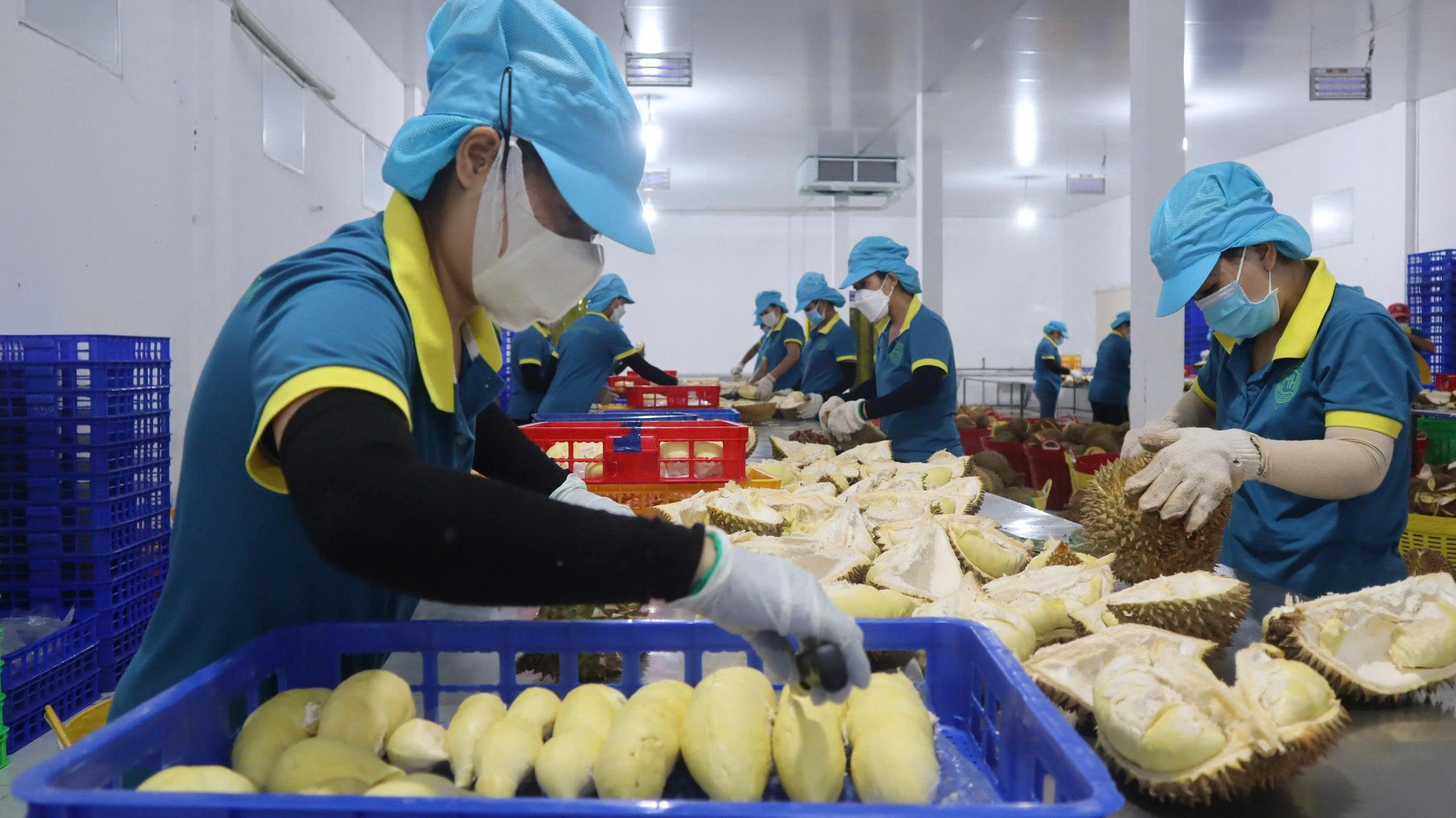 Hoạt động chế biến sầu riêng tại một doanh nghiệp ở Tây Ninh (Ảnh: Huân Trần).