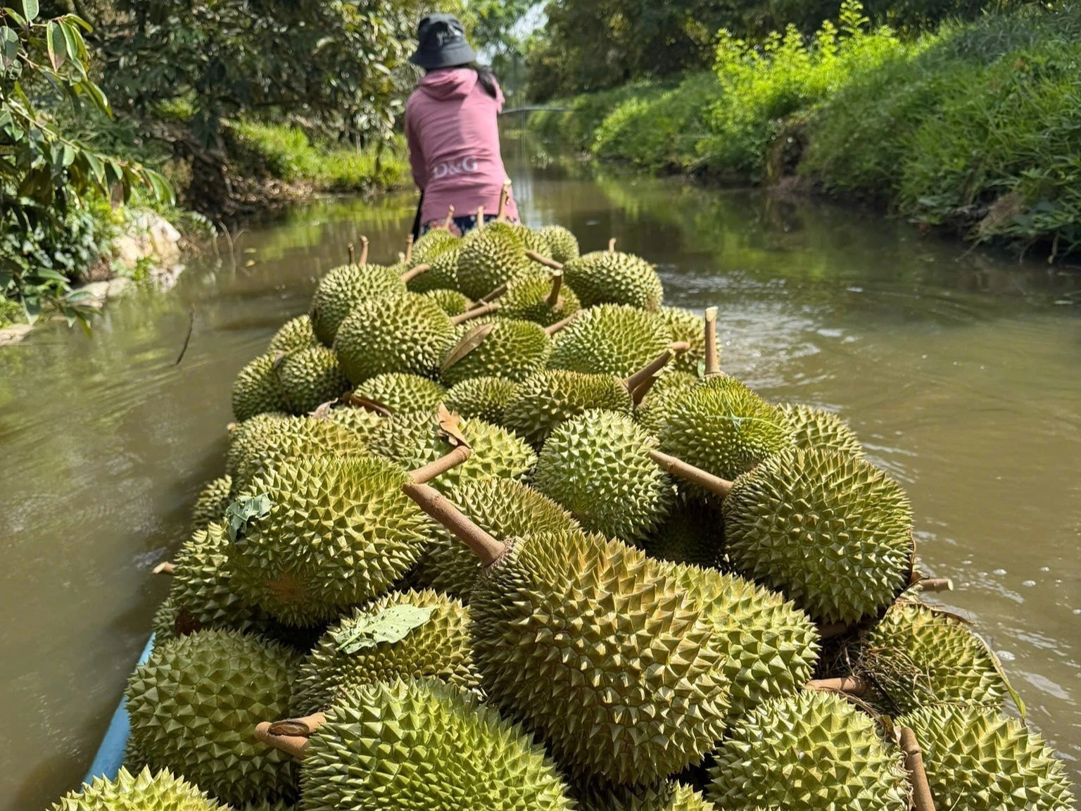 Nhiều nhà vườn buộc phải bán sầu riêng dưới giá thành sản xuất (Ảnh: Huân Trần).
