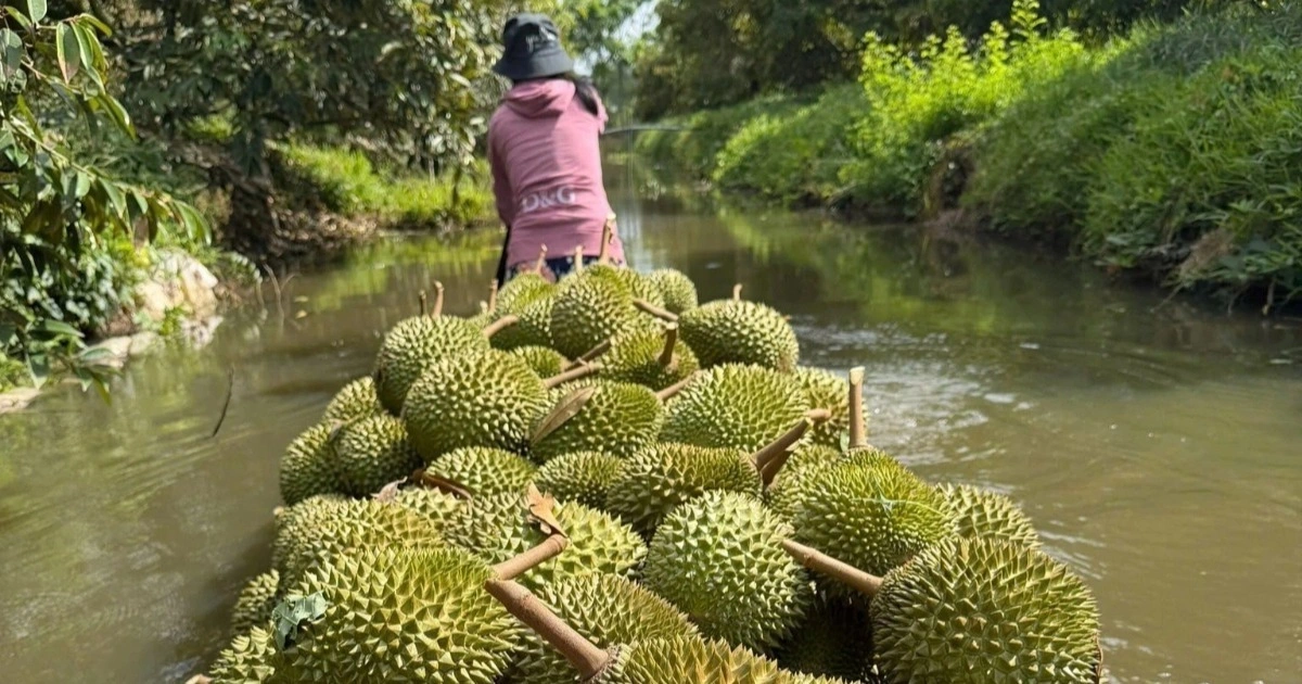 Sầu riêng rớt giá thảm: "Nút thắt" kiểm nghiệm và bài học từ Thái Lan