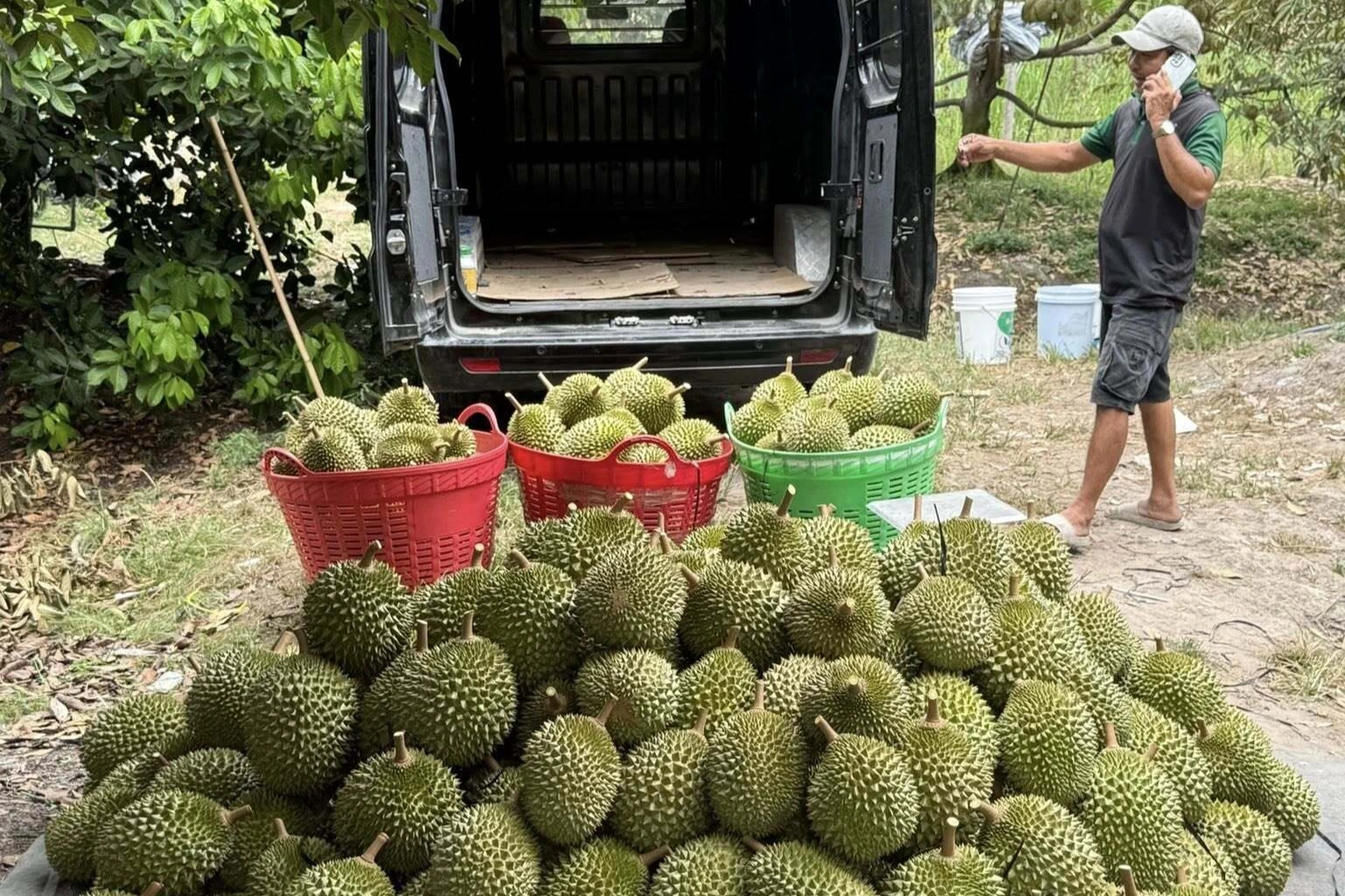 Nông dân thu hoạch sầu riêng trong nỗi lo về đầu ra và giá cả (Ảnh: Huân Trần).